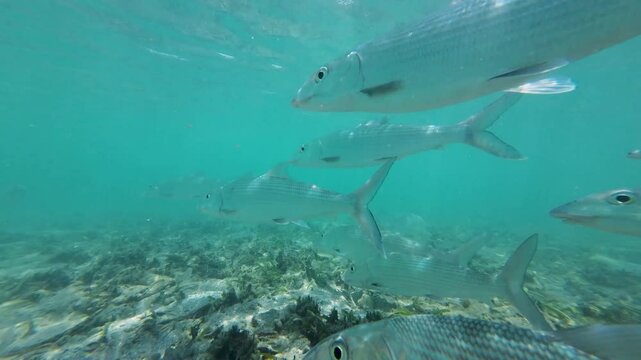Bonefish swimming underwater in clear turquoise waters captured in slow motion