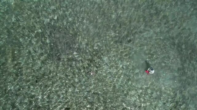 A fisherman in a red shirt wading through a massive school of bonefish in clear waters, aerial view