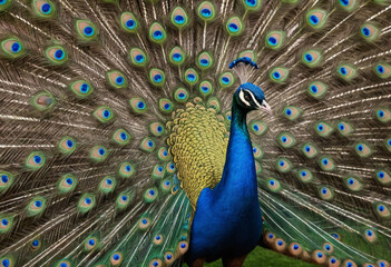 Obraz premium A majestic peacock displaying its colorful feathers. 