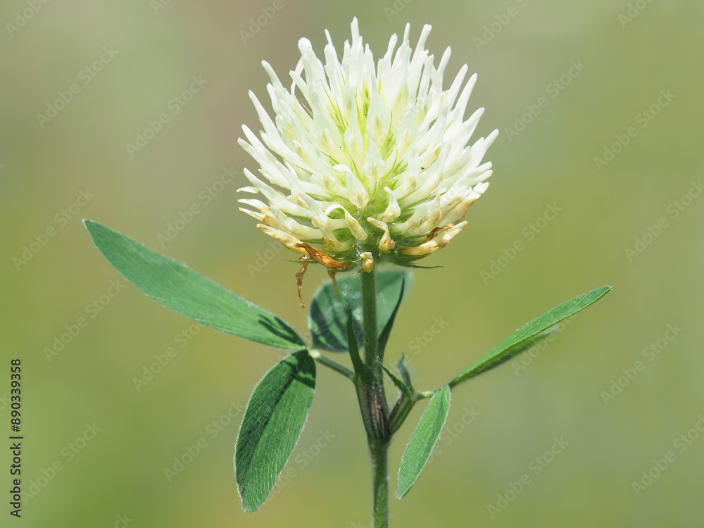 Wall mural white flower of the mountain clover, trifolium montanum