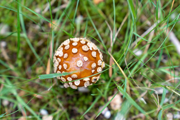 Top view of a small orange mushroom with white spots. Mushroom is growing in green grass during the daytime. Concept of nature, wildlife and plant life. High quality photo