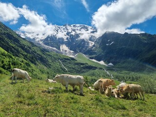 cows on the mountains in the  French Alp on a sunny late summer day
