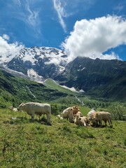 Cows Grazing in Alpine Meadow near Col de Tricot
