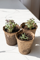 Garden concept: seeds, pots and little instruments like a shovel and rake on white background. Environmental conservation, eco concept