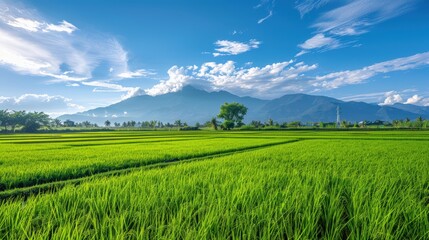 Fototapeta premium A field of green grass with a tree in the middle