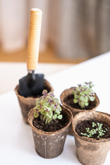 Garden concept: seeds, pots and little instruments like a shovel and rake on white background. Environmental conservation, eco concept