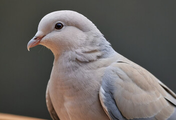  A dove cooing softly. 