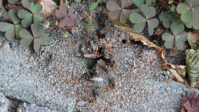 Rote Ameisen im Garten mit fliegenden Ameisen, die sich auf den Weg machen neue V&ouml;lker zu gr&uuml;nden.