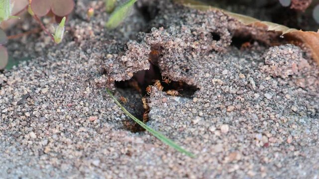 Rote Ameisen im Garten mit fliegenden Ameisen, die sich auf den Weg machen neue V&ouml;lker zu gr&uuml;nden.