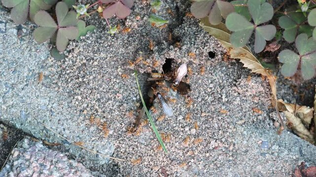 Rote Ameisen im Garten mit fliegenden Ameisen, die sich auf den Weg machen neue V&ouml;lker zu gr&uuml;nden.
