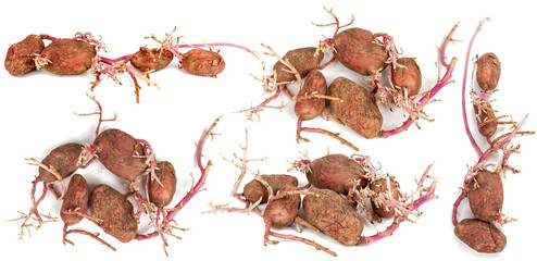 Set of germinated pink potatoes isolated on white background