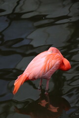 pink flamingo in water
