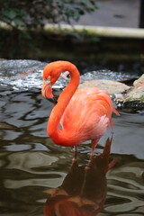 pink flamingo in water