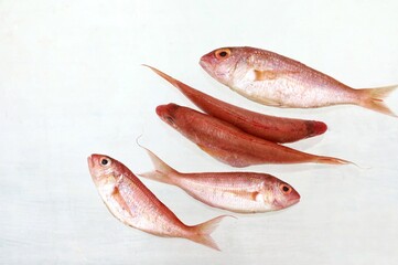 Beautiful pink sea fish, mullet, copy space, top view, background