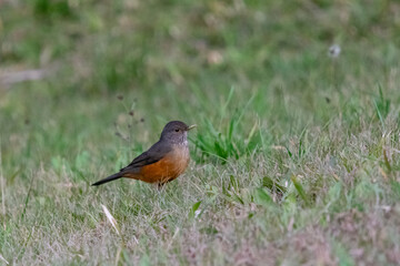 robin on the grass