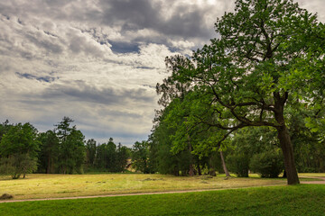 A large tree stands in a field with a cloudy sky in the background
