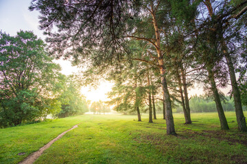 A peaceful scene of a forest with a path leading through it