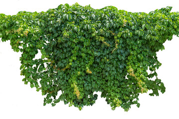 Cutout ivy with lush green foliage, Virginia creeper, wild climbing bush vine as top frame, isolated