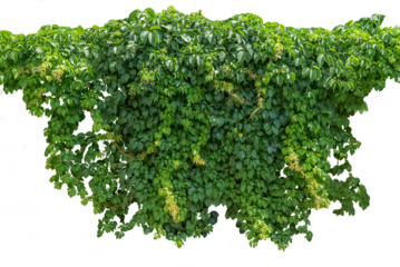 Cutout ivy with lush green foliage, Virginia creeper, wild climbing bush vine as top frame, isolated