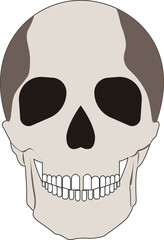 skull clipart or simple illustration isolated on white background.