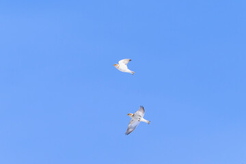 ユキホオジロ飛翔