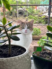 cat in the garden funny staring