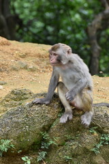MacLehose trail companion (monkeys)