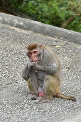 MacLehose trail companion (monkeys)