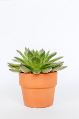 echeveria succulent with succulent green glossy leaves in a flower brown pot on a white background close-up