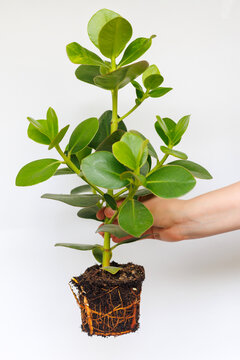 Clusia is a young beautiful large plant with succulent leaves on a white background.