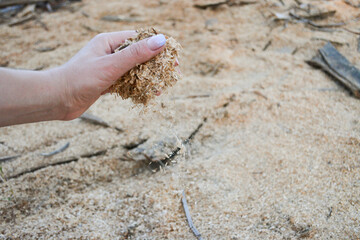 A woman's hand holds sawdust of wood against a background of sawdust. Production of sawdust and building materials from wood, mocap