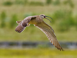 Obraz premium Regenbrachvogel in Island