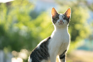 cat on the fence