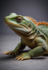  Reptiles 