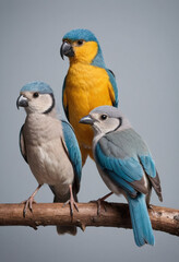 Obraz premium Birds 