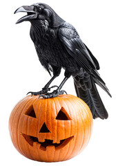 Fototapeta premium Black Crow Perched on Carved Jack-o-Lantern Pumpkin with Spooky Face on Transparent Background - Halloween Symbol