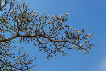 branch of plumeria tree with blue sky
