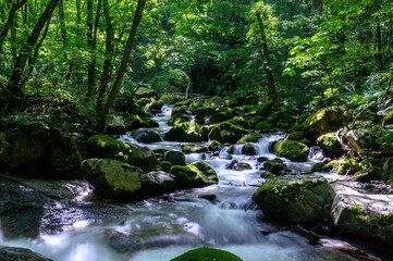 夏の渓流