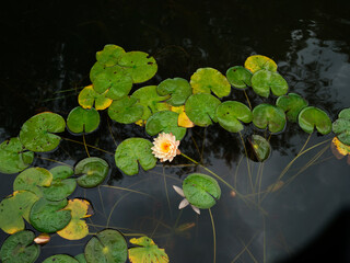 Full blooming beautiful yellow waterlily on green leaves background in water lily pond in rainy day.