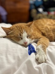 cute ginger kitty cat sleeping