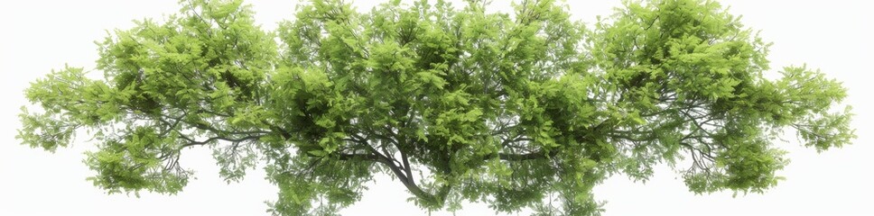 Fototapeta premium In this file you can find multiple images of Eastern Cottonwood Trees Top View Hyperrealistic Highly Detailed Isolated On Transparent Background