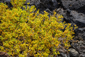 Gelbe Sukkulenten auf vulkanischem Boden auf Lanzarote