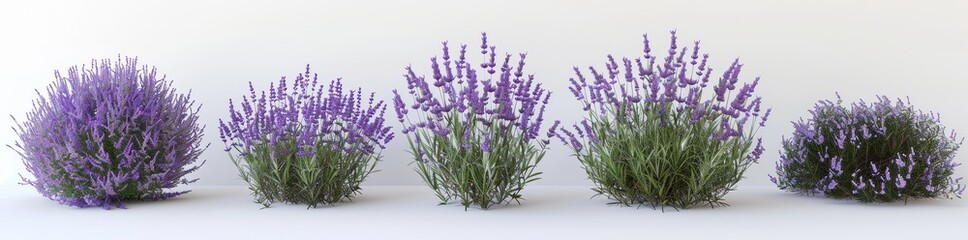 Naklejka premium This lavender blossom flower plant is hyperrealistic and highly detailed, and is isolated on a transparent background