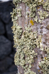 Nahaufnahme von Flechten auf Baumrinde in Lanzarote