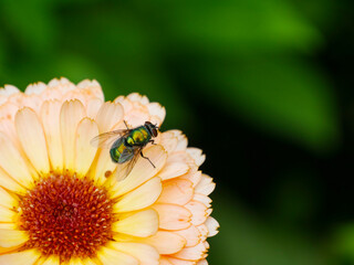 A fly sitting on a peach colored Calendula flower. Macro photography. insects and animals.