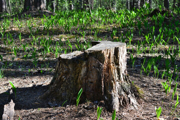 Obraz premium a tree stump on the lawn with lilies of the valley