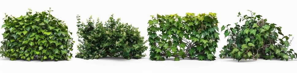 Isolated Hyperrealistic Highly Detailed Poison Ivy Flower Pile Image On Transparent Background