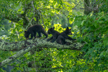 Three bear cubs are seen exploring and playing on a large tree branch © dfriend150