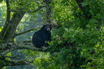 A black bear is perched comfortably on a tree branch, surrounded by lush green foliage. The serene forest setting hints at the quiet, isolated life of wildlife in its natural habitat.