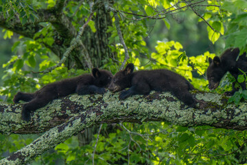 Three bear cubs are seen exploring and playing on a large tree branch